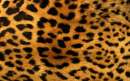 Leopard Print Edible Icing Image - Click Image to Close